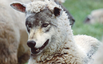 Foreign Mutual Funds And PFICs – A Guide For Expats